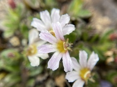 Scaevola hookeri