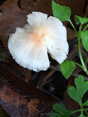 Lepiota cristata