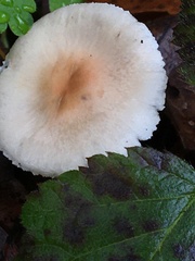 Lepiota cristata
