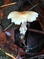 Lepiota cristata