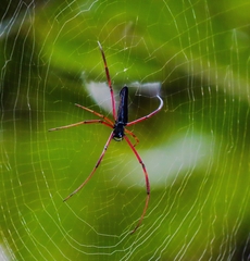 Nephila kuhli