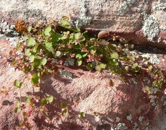 Pterostegia drymarioides