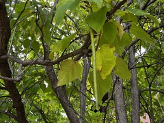 Catalpa