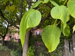 Catalpa