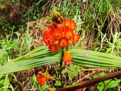 Elleanthus aurantiacus