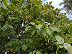 Catalpa