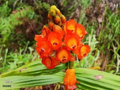 Elleanthus aurantiacus