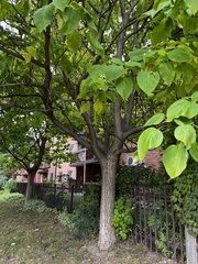 Catalpa