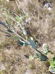Cirsium arvense vestitum