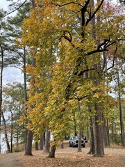 Carya texana