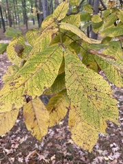 Carya texana