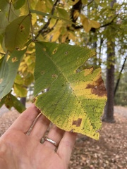 Carya texana