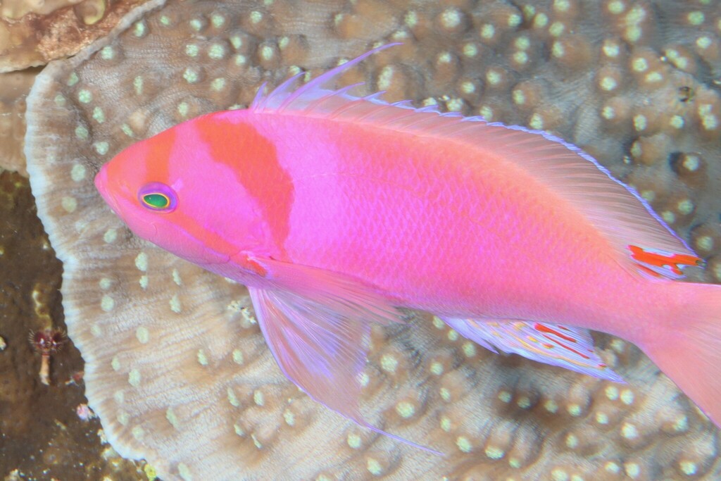 Shen's anthias (Pseudanthias sheni) — Serranidae