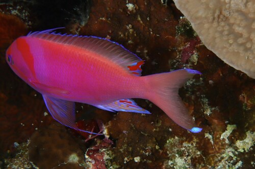 Shen's anthias (Pseudanthias sheni) — Serranidae