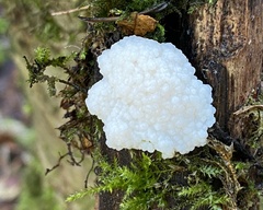 Didymium mucilago