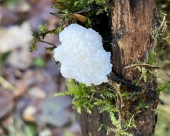 Didymium mucilago