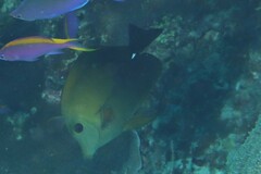 Zebrasoma scopas