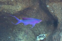 Mirolabrichthys tuka