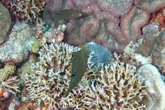 Canthigaster papua