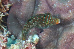 Canthigaster papua