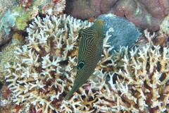 Canthigaster papua
