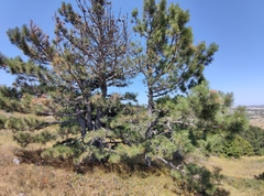 Pinus nigra pallasiana