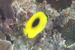 Chaetodon speculum