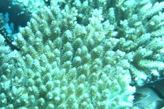 Acropora millepora