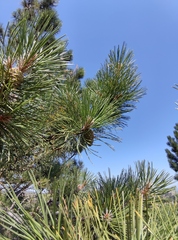 Pinus nigra pallasiana