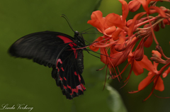 Papilio rumanzovia