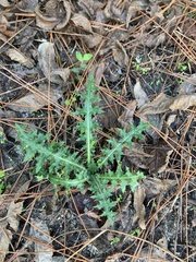 Cirsium horridulum