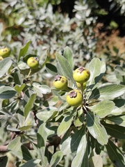 Pyrus elaeagrifolia
