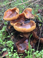Cortinarius ohlone