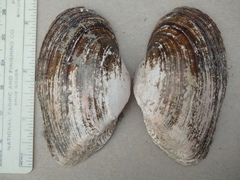Alasmidonta marginata