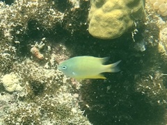 Amblyglyphidodon ternatensis