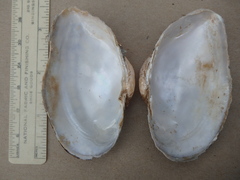 Alasmidonta marginata