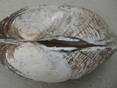 Alasmidonta marginata