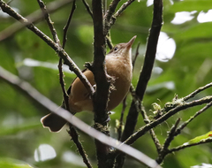 Colluricincla rufogaster