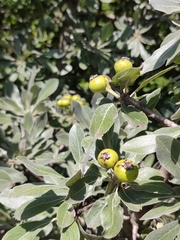 Pyrus elaeagrifolia