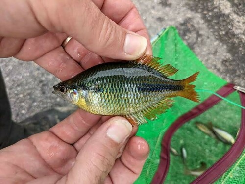 Driestreep-regenboogvis (Melanotaenia trifasciata) — Melanotaeniidae — 2