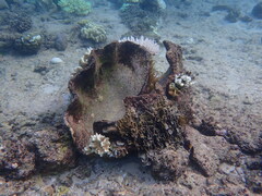 Tridacna