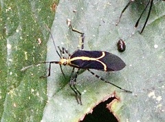 Hypselonotus linea