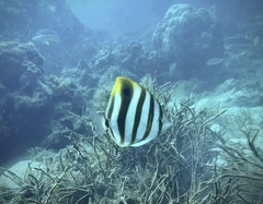 Parachaetodon ocellatus