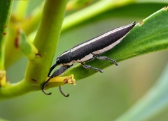 Rhinotia suturalis