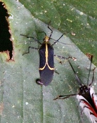 Hypselonotus linea