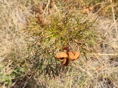 Paeonia tenuifolia