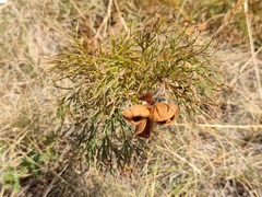 Paeonia tenuifolia