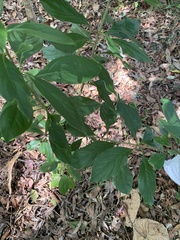 Pittosporum ferrugineum