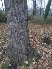 Populus trichocarpa