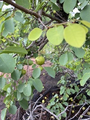 Pseudolachnostylis maprouneifolia